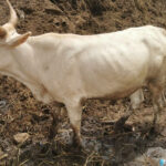 L’ACTE DE HAUTE PORTÉE SOCIALE POSÉ PAR LE JOURNALISTE BABA NDIAYE À GRAND DAKAR 2 boeuf_755.jpg