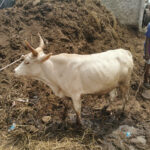 L’ACTE DE HAUTE PORTÉE SOCIALE POSÉ PAR LE JOURNALISTE BABA NDIAYE À GRAND DAKAR 3 boeuf_850.jpg