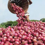 LA RECETTE DU PRODUCTEUR BAYE DEMBA SAMBA POUR STABILISER LA FILIÈRE 3 oignon_755_copie.jpg