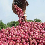 LA RECETTE DU PRODUCTEUR BAYE DEMBA SAMBA POUR STABILISER LA FILIÈRE 4 oignon_850_copie.jpg