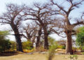 bandia755.jpg