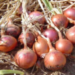 oignon_755-3.jpg