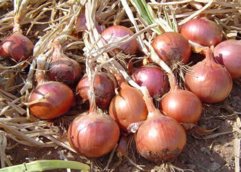 oignon_755-3.jpg