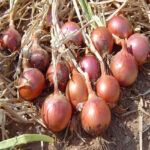 oignon_850-3.jpg