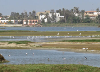 Le Billet du Baadoolo : Si elle accouche….