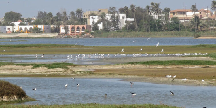 Le Billet du Baadoolo : Si elle accouche.... 1 Le Billet du Baadoolo : Si elle accouche….