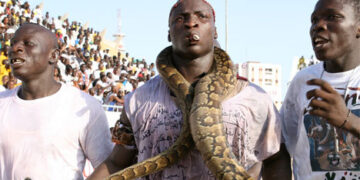 Rêve de couronne : Attention au serpent !