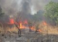 Kaffrine : Des champs de maïs entiers ravagés
