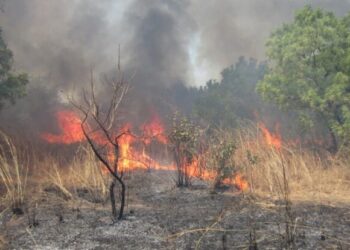 Kaffrine : Des champs de maïs entiers ravagés