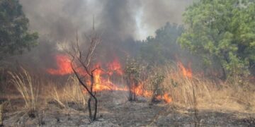 Kaffrine : Des champs de maïs entiers ravagés