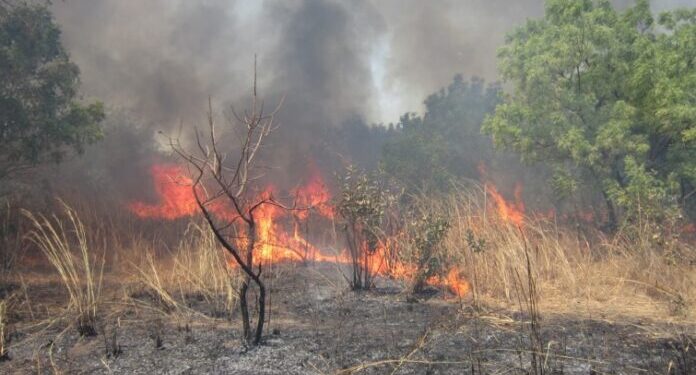 Kaffrine : Des champs de maïs entiers ravagés