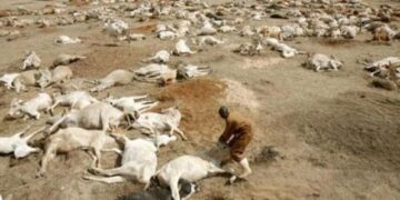 Feu de brousse : Un troupeau de 160 moutons décimé à Bilé Galoya