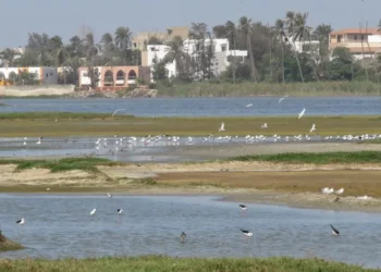 Dépôts sauvages,  pollutions, pression foncière… : La Grande Niaye de Pikine (Technopôle), une merveille écologique en sursis