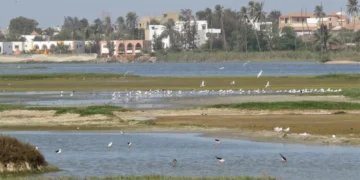 Dépôts sauvages, pollutions, pression foncière… : La Grande Niaye de Pikine (Technopôle), une merveille écologique en sursis 1 Dépôts sauvages, pollutions, pression foncière… : La Grande Niaye de Pikine (Technopôle), une merveille écologique en sursis