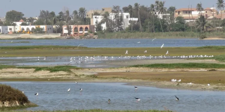Dépôts sauvages,  pollutions, pression foncière… : La Grande Niaye de Pikine (Technopôle), une merveille écologique en sursis