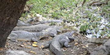 À la découverte de Kachikally en Gambie: Un endroit mythique et mystique qui redonne du sourire