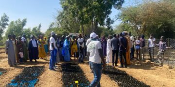 Pépinière départementale de 40 mille plants : l’engagement de Podor vert pour arrêter l’avancée du désert