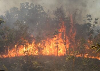 Incendie à Kaffrine : Plusieurs greniers de mil ravagés