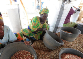 «Kissi gerté» ou la récupération des graines d’arachide : un gagne-pain pour les femmes rurales