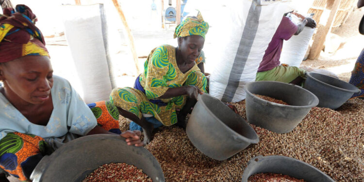 «Kissi gerté» ou la récupération des graines d’arachide : un gagne-pain pour les femmes rurales 1 «Kissi gerté» ou la récupération des graines d’arachide : un gagne-pain pour les femmes rurales