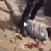 Drame à Touba : Un gamin de six ans a frôlé la catastrophe 6 Drame à Touba : Un gamin de six ans a frôlé la catastrophe