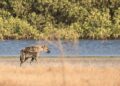 Réserve de Palmarin : Les hyènes, une curiosité qui pose problème 