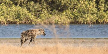 Réserve de Palmarin : Les hyènes, une curiosité qui pose problème 