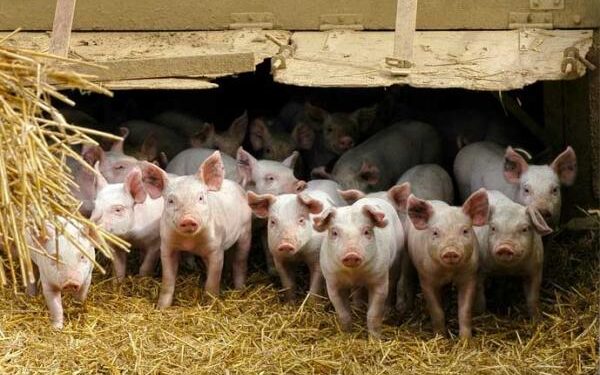 Vols de porcs à Mbour : Le cri du coeur des éleveurs