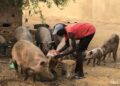 Mbour : Ce que risquent des présumés voleurs de porcs