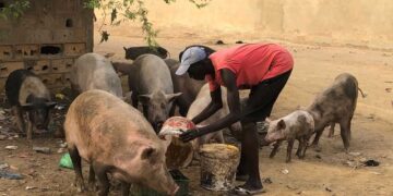 Mbour : Ce que risquent des présumés voleurs de porcs 2 Mbour : Ce que risquent des présumés voleurs de porcs