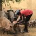Mbour : Ce que risquent des présumés voleurs de porcs 6 Mbour : Ce que risquent des présumés voleurs de porcs