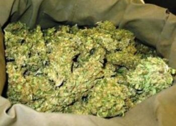 Trafic international de drogue : Du chanvre indien à la place du bazin et du foin