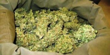 Trafic international de drogue : Du chanvre indien à la place du bazin et du foin