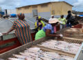 Transformation des ressources halieutiques : L&rsquo;appui fort du Japon aux femmes de la Casamance