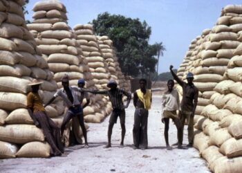 Diourbel : plus de 5600 tonnes d’arachide collectées