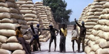 Diourbel : plus de 5600 tonnes d’arachide collectées