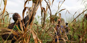 Changements climatiques : Ce qu’une étude prévoit sur les températures et l’agriculture à Tambacounda