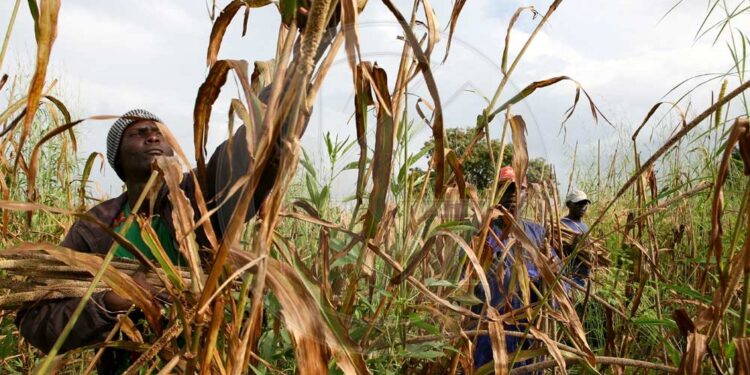 Changements climatiques : Ce qu’une étude prévoit sur les températures et l’agriculture à Tambacounda 1 Changements climatiques : Ce qu’une étude prévoit sur les températures et l’agriculture à Tambacounda