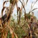 Changements climatiques : Ce qu’une étude prévoit sur les températures et l’agriculture à Tambacounda 6 Changements climatiques : Ce qu’une étude prévoit sur les températures et l’agriculture à Tambacounda