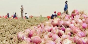 Élection de Bassirou Diomaye Faye : Le message de l’Interprofession Oignon du Sénégal