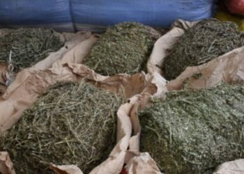 Trafic de chanvre indien à Sédhiou : un octogénaire coincé avec 10 kg à Bounkiling