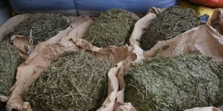 Trafic de chanvre indien à Sédhiou : un octogénaire coincé avec 10 kg à Bounkiling