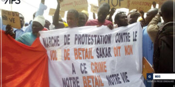 Plus de 900 têtes de bovins volées : Le coup de sang des éleveurs de Sédhiou