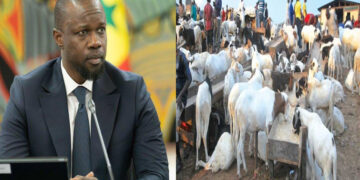 Le Billet du Baadoolo : Sonko, le mouton et le dur ton