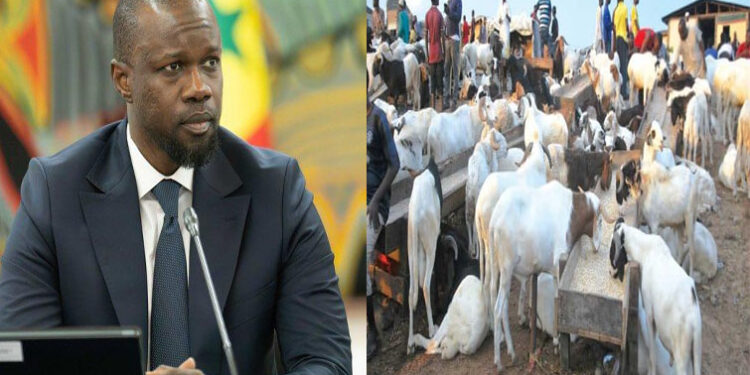 Le Billet du Baadoolo : Sonko, le mouton et le dur ton 1 Le Billet du Baadoolo : Sonko, le mouton et le dur ton