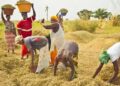 Message à la nation du Président Bassirou Diomaye Faye : « Gagner le pari de la Souveraineté alimentaire »