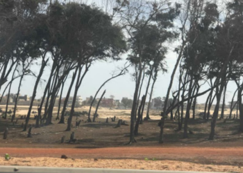 Requête contre la déclassification de la bande de filao : la Cour Suprême ouvre une instruction