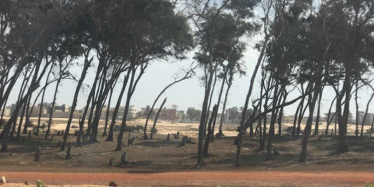Requête contre la déclassification de la bande de filao : la Cour Suprême ouvre une instruction 1 Requête contre la déclassification de la bande de filao : la Cour Suprême ouvre une instruction