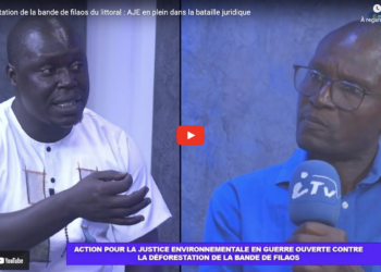 Environnement : Action pour la justice environnementale en guerre ouverte contre la déforestation de la bande de filaos sur le littoral