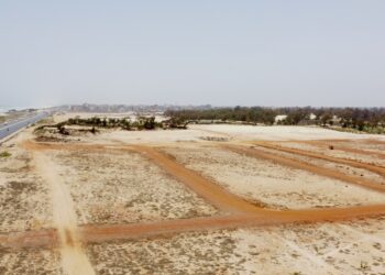 Abattage de Filaos à Dakar : les racines du mal